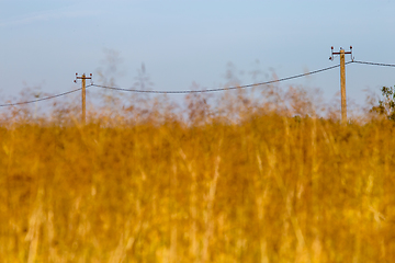 Image showing Yellow cornfield and blue sky background.