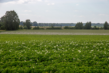 Image showing Green field with flowering potatoes