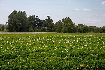 Image showing Green field with flowering potatoes