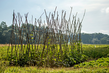 Image showing Rural beans on plants in the field.