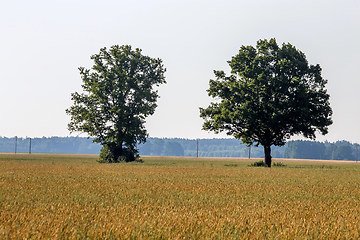 Image showing Landscape with two trees in cereal field.