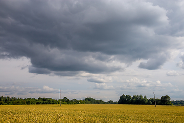 Image showing Landscape with cereal field, trees and cloudy blue sky