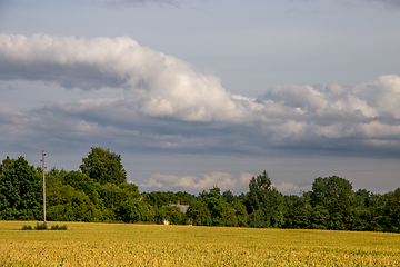 Image showing Landscape with cereal field, trees and cloudy blue sky