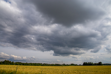 Image showing Landscape with cereal field, trees and cloudy blue sky