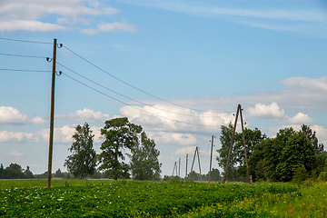 Image showing Green field with flowering potatoes