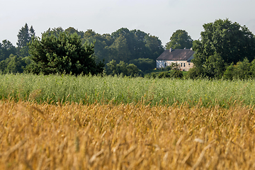 Image showing Two color cereal field with country house.