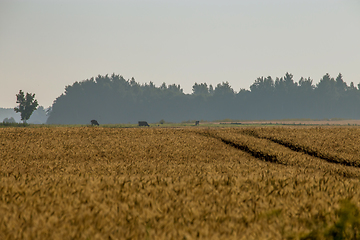 Image showing Mist on the cereal field with road path.