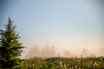 Image showing Spruce on misty meadow background.