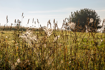 Image showing Spider nets in the meadow