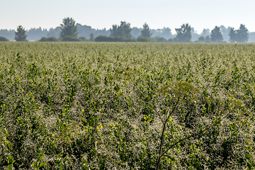 Image showing Mist on the field in summer season.