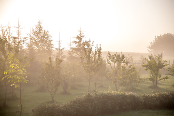 Image showing Mist in fruit garden in summer time.