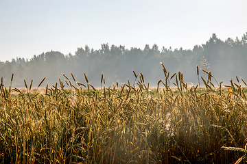 Image showing Fog on the cereal field in summer time.