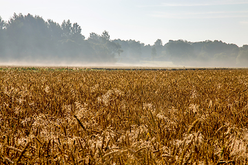 Image showing Fog on the cereal field in summer time.