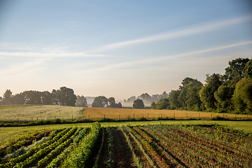 Image showing Vegetable growing in summer time.