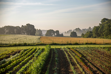 Image showing Vegetable growing in summer time.