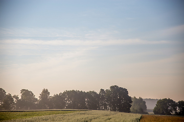 Image showing Fog on the cereal field in summer season.