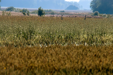 Image showing Bird crane in cereal field