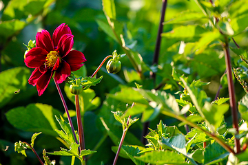 Image showing Dark red dahlia in green garden.