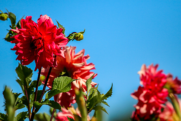Image showing Red dahlia on blue background. 