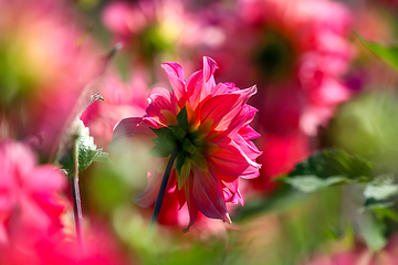 Image showing Pink dahlias in green garden.