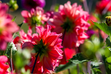 Image showing Pink dahlias in green garden.