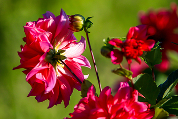 Image showing Pink dahlias in green garden.