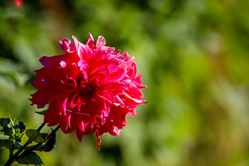 Image showing Pink dahlias in green garden.