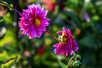 Image showing Purple dahlia in green garden.