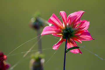 Image showing Pink dahlia with spider web