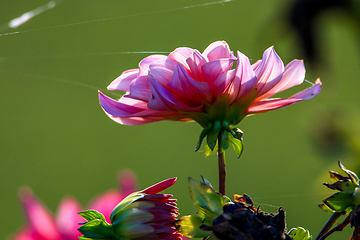 Image showing Pink dahlia with spider web