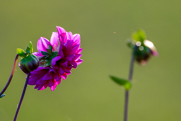 Image showing Pink dahlia in green garden.