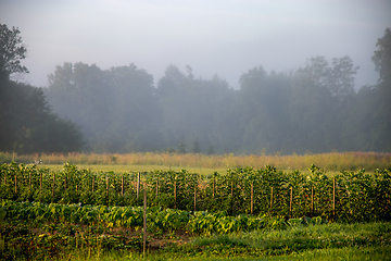 Image showing Landscape with mist in vegetable garden.