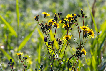 Image showing Yellow flowers on green field.