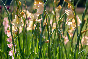 Image showing Gentle pink gladiolus in green garden.