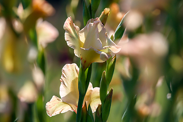 Image showing Background of gentle pink gladiolus in garden.