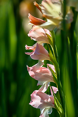 Image showing Background of gentle pink gladiolus in garden.