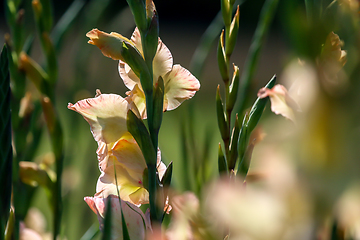 Image showing Background of gentle pink gladiolus in garden.