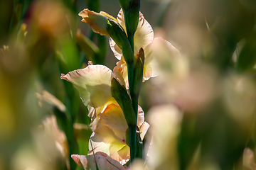 Image showing Background of gentle pink gladiolus in garden.