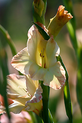 Image showing Background of gentle pink gladiolus in garden.