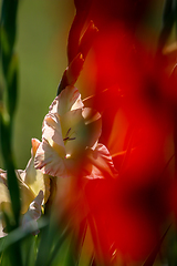 Image showing Background of red and gentle pink gladiolus in garden.