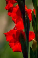 Image showing Background of red gladiolus in garden.