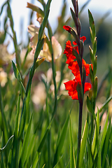 Image showing Background of red and gentle pink gladiolus in garden.
