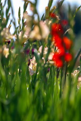 Image showing Background of red and gentle pink gladiolus in garden.