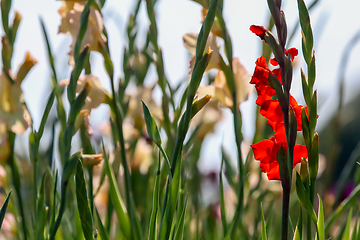 Image showing Background of red and gentle pink gladiolus in garden.