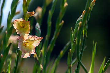 Image showing Background of gentle pink gladiolus in garden.