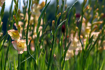 Image showing Background of gentle pink gladiolus in garden.