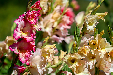 Image showing Background of colorful gladiolus in garden.