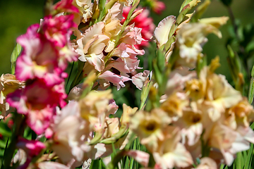 Image showing Background of colorful gladiolus in garden.