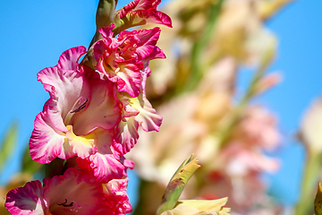 Image showing Pink gladiolus on background of blue sky.