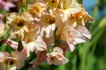 Image showing Background of gentle pink gladiolus in garden.